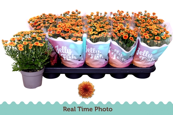 <h4>CHRYS JELLYFI ORANGE</h4>