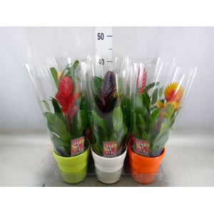 Vriesea   ...mix 6