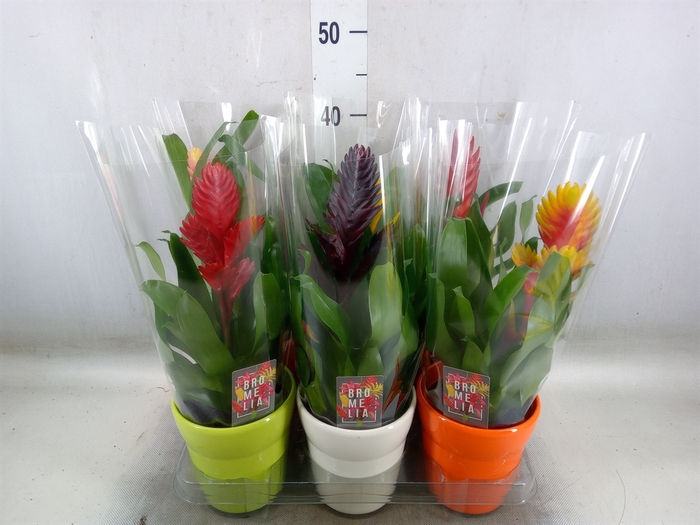 <h4>Vriesea   ...mix 6</h4>