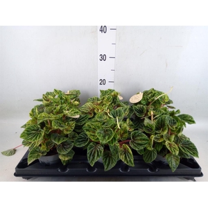 Peperomia