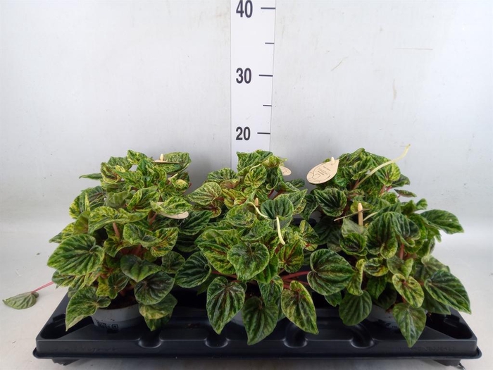 <h4>Peperomia</h4>