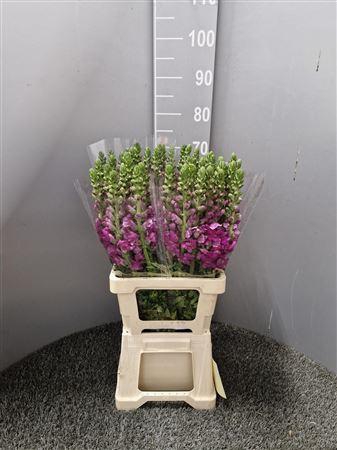 <h4>Antir Poto Purple</h4>