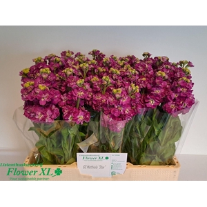 VIOLIER STOX DEEP ROSE ZWARTE EMMER