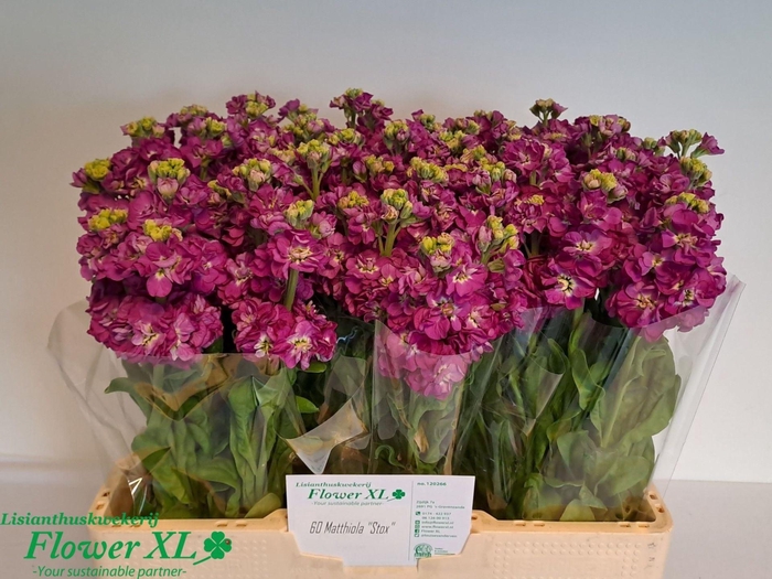 <h4>VIOLIER STOX DEEP ROSE ZWARTE EMMER</h4>