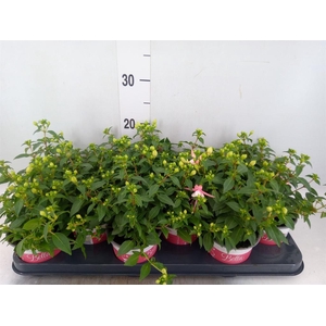 Fuchsia  'Bella Fuchsia Sophia'