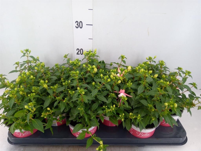 <h4>Fuchsia  'Bella Fuchsia Sophia'</h4>