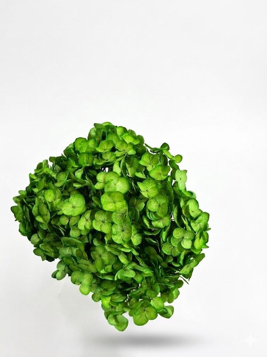 <h4>Dried Bleached Hydrangea Anna Light Green</h4>