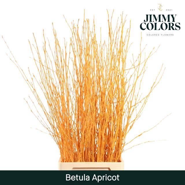 Betula paint apricot