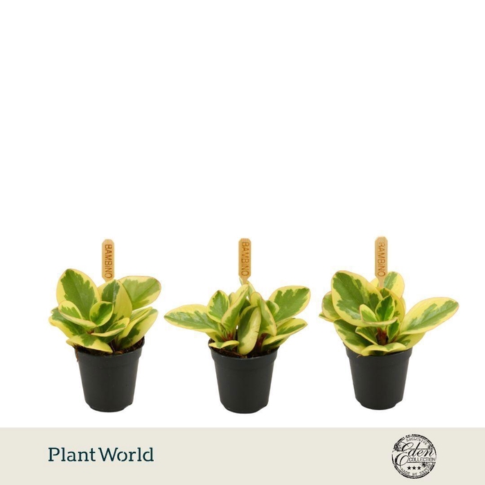 <h4>Peperomia Obtipan Bicolor 5,5cm</h4>