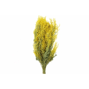 Dried Mimosa Natural 200gr Bunch