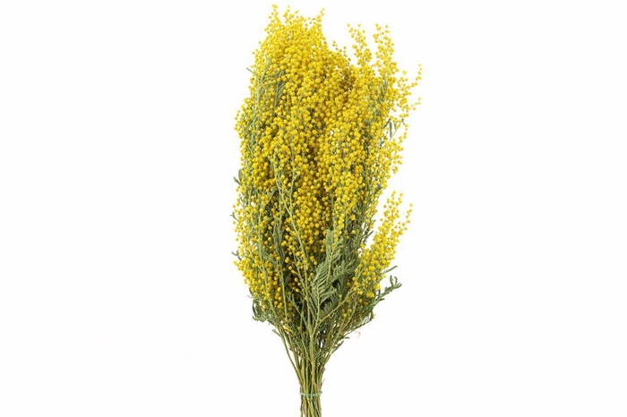<h4>Dried Mimosa Natural 200gr Bunch</h4>