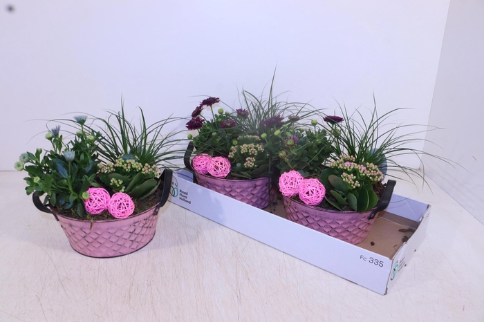 <h4>ARR TUINPLANTEN</h4>