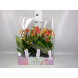 Phalaenopsis multi.   ...orange