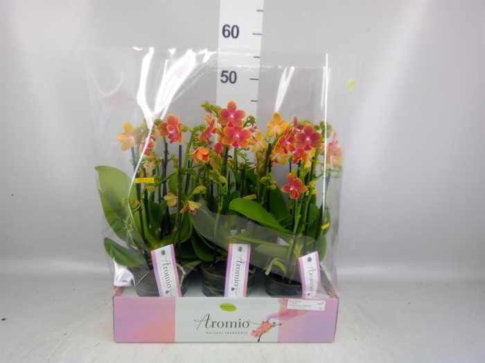 <h4>Phalaenopsis multi.   ...orange</h4>