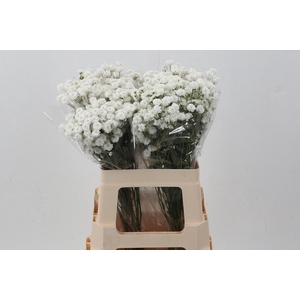 Achillea Cotton Candy