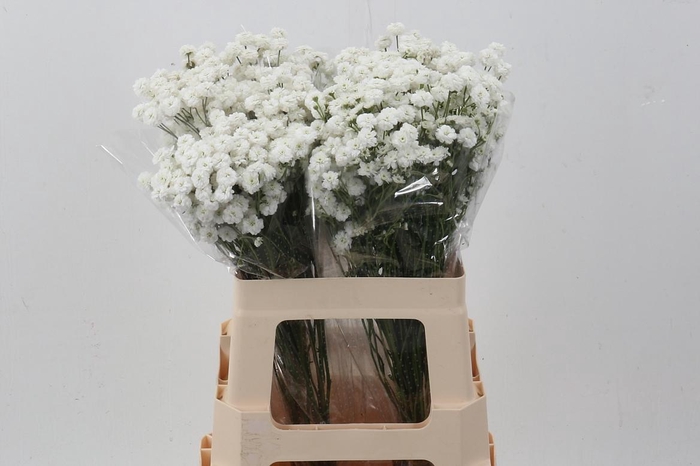 <h4>Achillea Cotton Candy</h4>