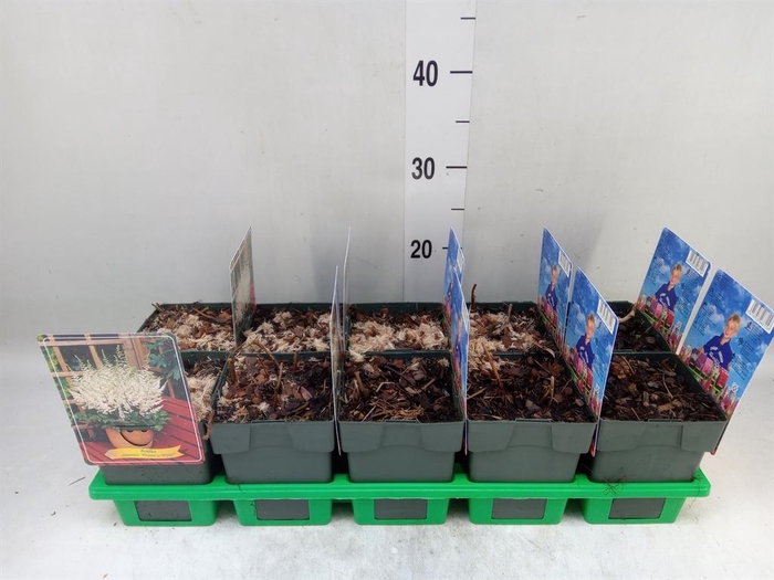 <h4>Astilbe ...</h4>