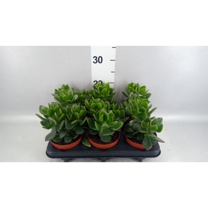 Crassula  'Hulk'