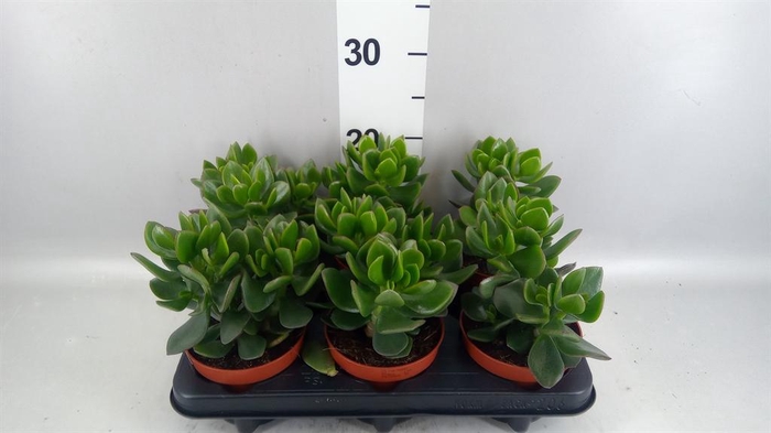 <h4>Crassula  'Hulk'</h4>