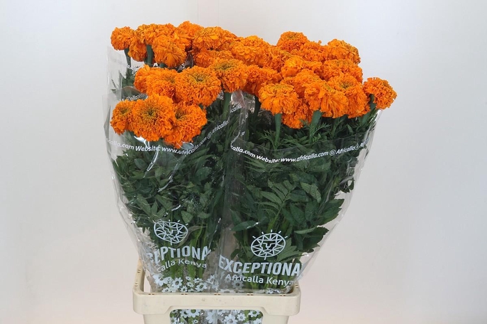 <h4>Tagetes Marigold Promise Orange</h4>