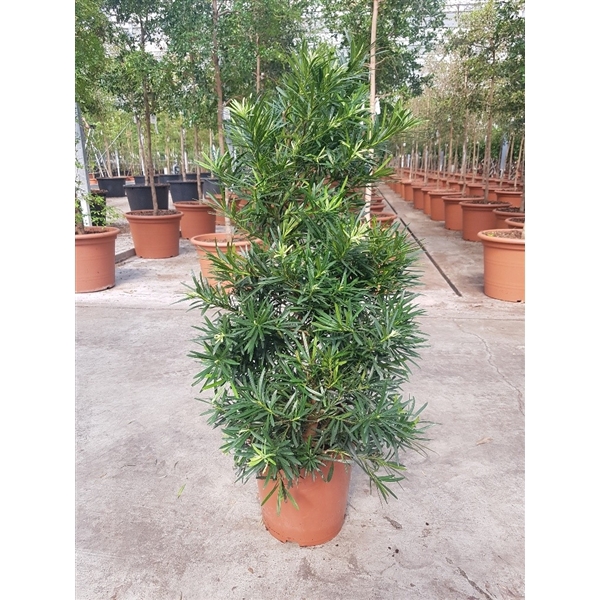 <h4>Podocarpus macrophylla</h4>