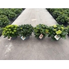 Hydrangea Macrophylla op kleur Highlights, Rood, Wit, Blauw