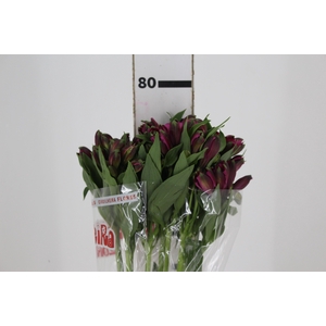 ALSTROEMERIA NAPOLI 080 CM