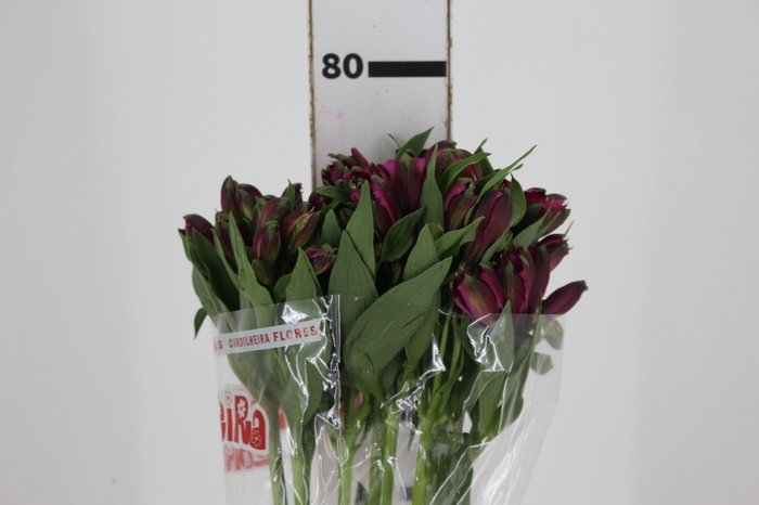 <h4>ALSTROEMERIA NAPOLI 080 CM</h4>
