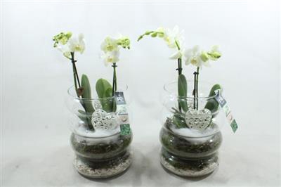 <h4>4994 RIBBELGLAS 2-TAK</h4>