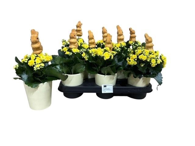 <h4>ARR KALANCHOE</h4>