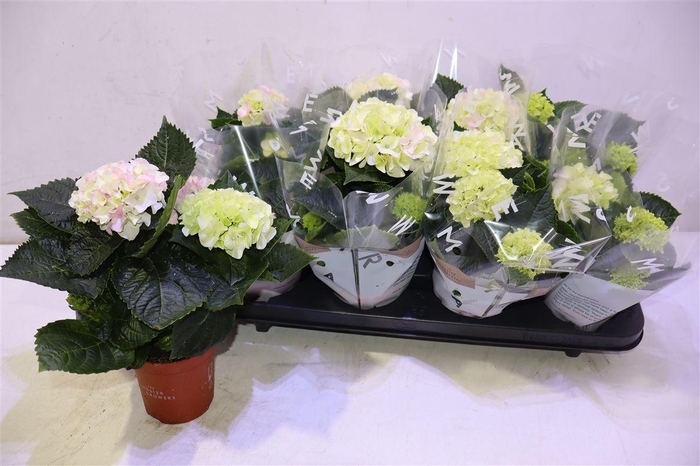 <h4>arr8 Hydr M Hi Diamond</h4>