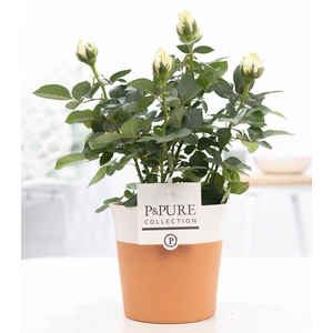 Rosa white in P&PURE Terra Cotta 4 white
