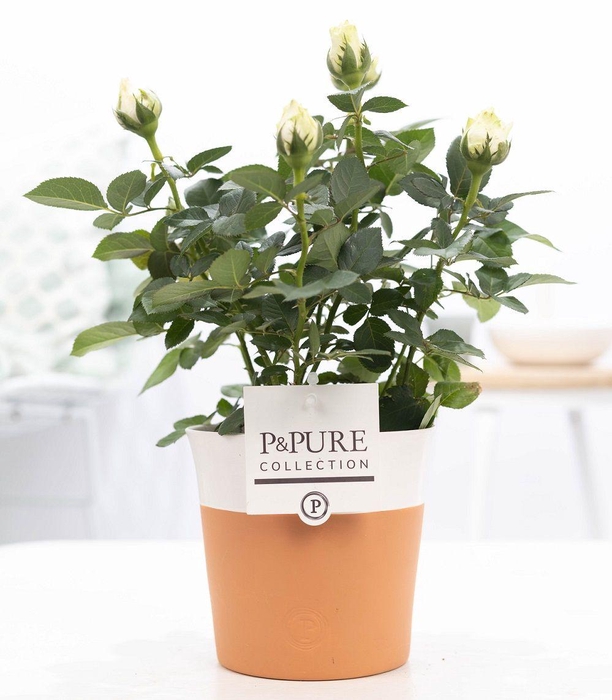 <h4>Rosa white in P&PURE Terra Cotta 4 white</h4>
