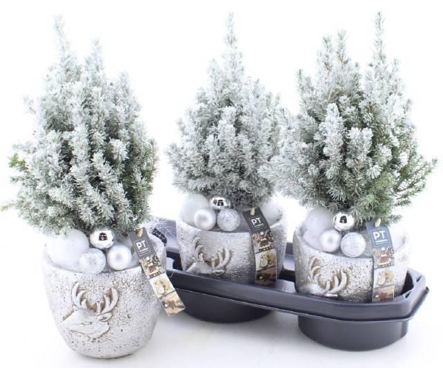 <h4>PICEA GL PERFECTA</h4>