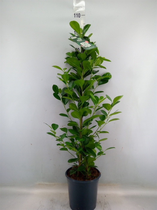 <h4>Ficus microcarpa 'Moclame'</h4>