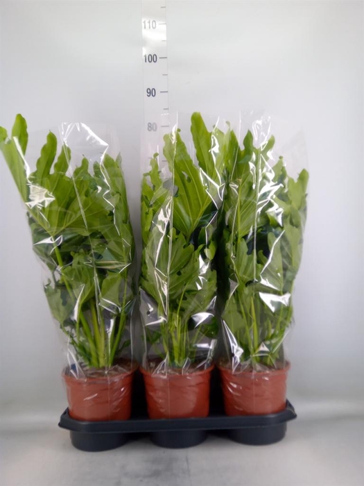 <h4>Philodendron   ...</h4>