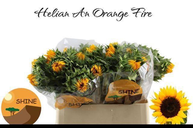 <h4>HELI ORANGE FIRE</h4>