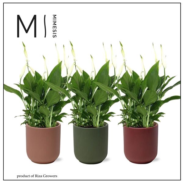 <h4>Spathiphyllum 'Bellini'</h4>