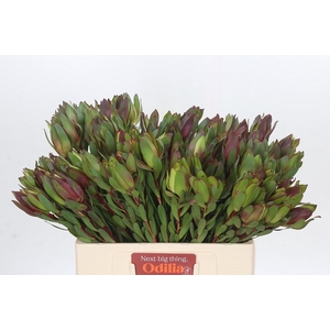 Leucadendron Senorita