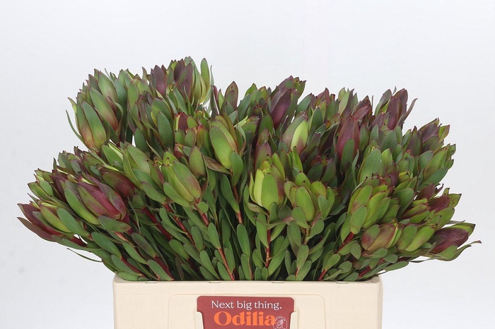 <h4>Leucadendron Senorita</h4>