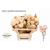 Rosa Spray Garden Darlington