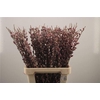 Salix Ch Red Passion