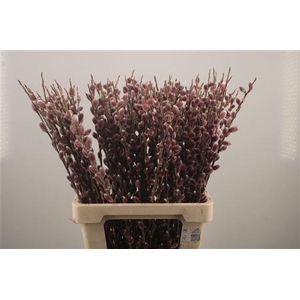 Salix G Pink Cushion