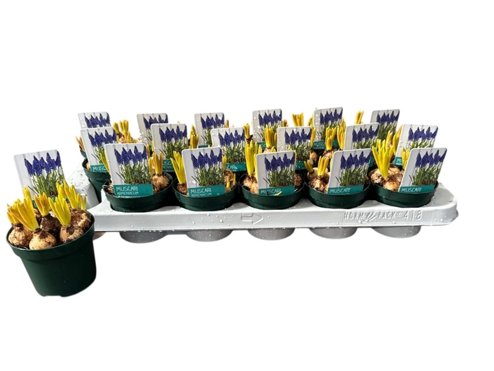 <h4>MUSCAR ARMENIACUM</h4>