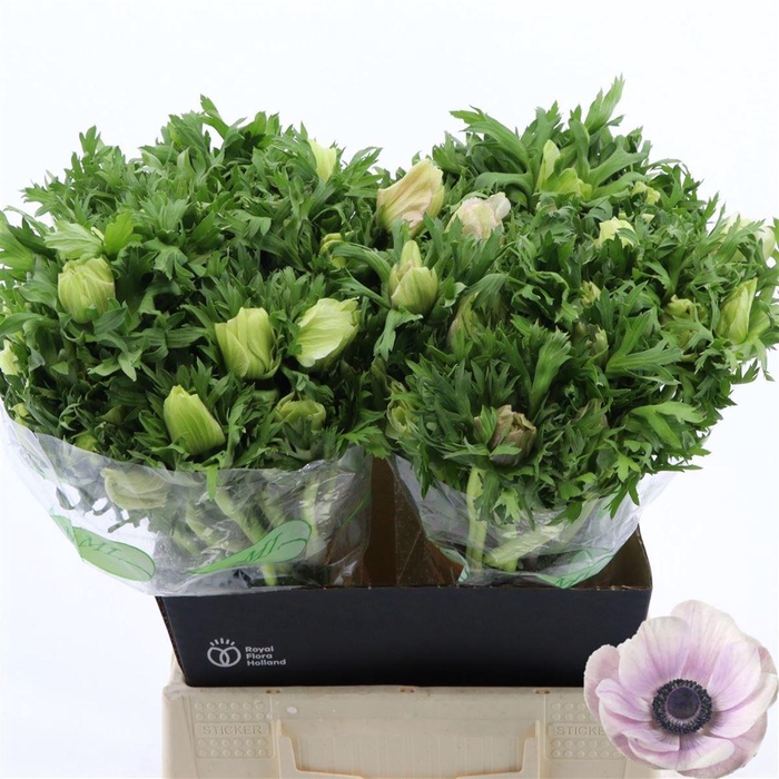 <h4>Anemone Galil Pastel</h4>