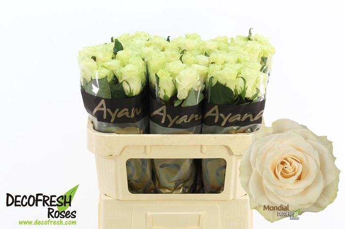 <h4>R Gr Mondial</h4>