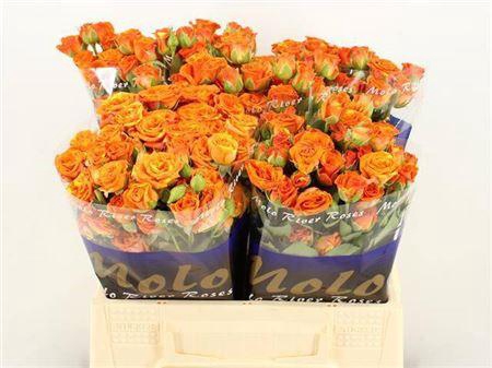 <h4>R Tr Smashing</h4>