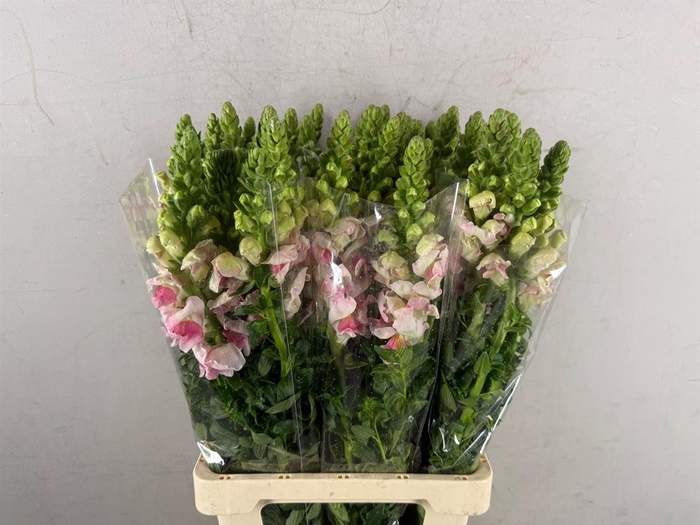 <h4>Antir Potomac Apple Blossom</h4>
