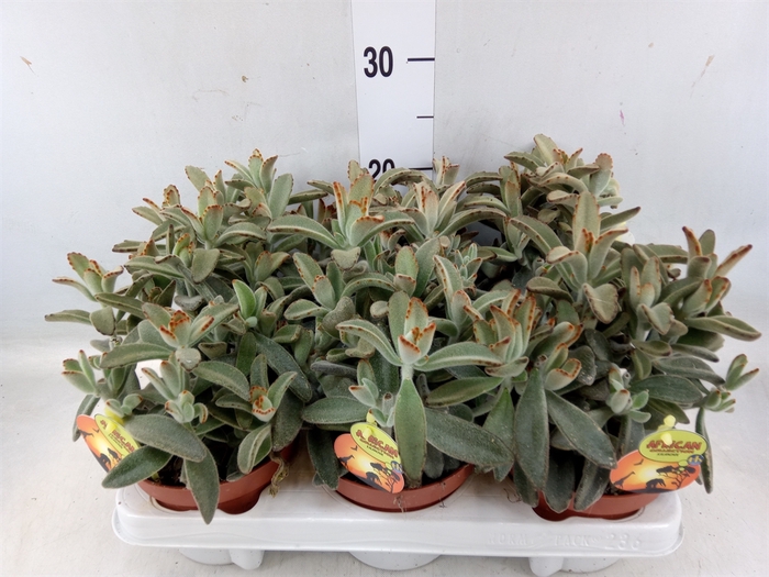 <h4>Kalanchoe NF tomentosa</h4>