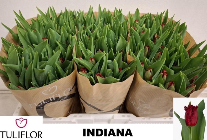 <h4>TU FR INDIANA</h4>